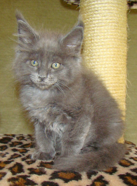     Catsvill County!   !    !       !!!    Catsvill County +7-926-544-74-09     .   ,   ,   ,    ,   ,  ,     ,   -,    ,   !